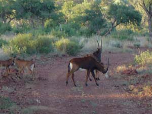 Sabelantilope